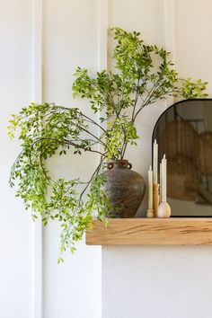 a potted plant sitting on top of a wooden shelf next to a mirror and candles