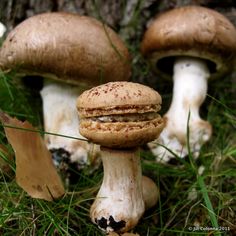 two mushrooms sitting in the grass next to a tree