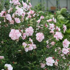 pink flowers blooming in the middle of a garden