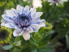 a blue and white flower with green leaves