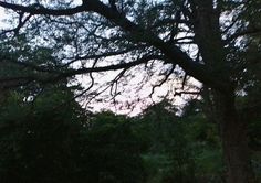 a bench sitting under a tree next to a forest