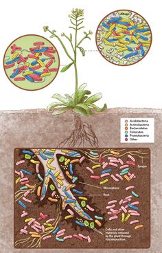 an image of the plant and its life cycle