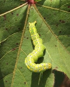 a green and yellow caterpillar on a leaf