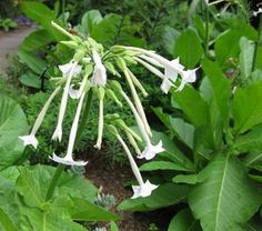 the white flowers are blooming on the plant in the garden and it looks like they have long stems