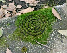 a rock covered in green moss with a spiral design on the ground next to leaves