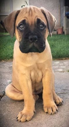 a small brown dog sitting on top of a sidewalk