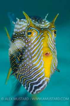 a close up of a fish with yellow and blue stripes on it's face