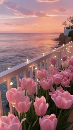 pink tulips line the railing of a balcony overlooking the ocean at sunset or dawn