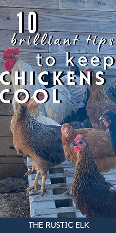 Chickens suffering in the hot weather? These brilliant tips can help  keep chickens cool in the summer in the heat! From treats to give them to help them stay cool to other things to do to help them combat oppressive heat. Find 10 awesome tips for the best ways to keep your backyard chickens comfortable this summer. Keeping Chickens Cool, Inside Chicken Coop, Herbs For Chickens, Food For Chickens, Chicken Accessories, Chicken Coop Garden, Meat Birds, Summer Chicken, Chicken Farming