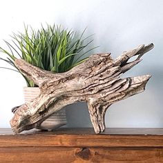 a potted plant sitting on top of a wooden shelf