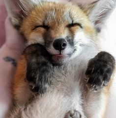 a baby fox is sleeping on its back