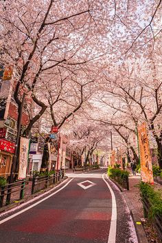 an empty street lined with cherry blossom trees