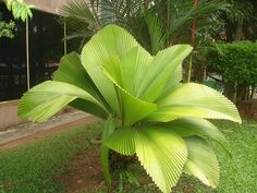 a large green plant sitting on top of a lush green grass covered park area next to a building