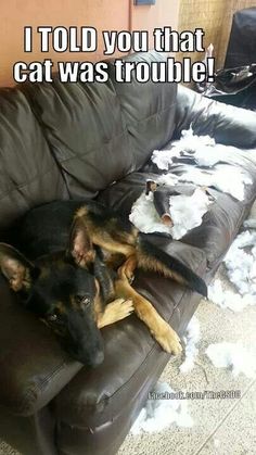 a dog laying on top of a leather couch next to a pile of toilet paper