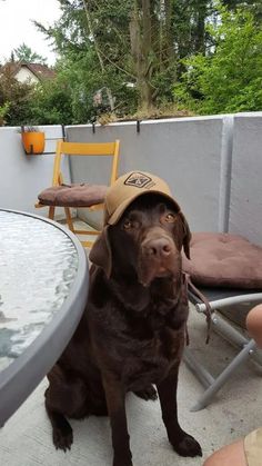 a brown dog wearing a hat sitting on top of a patio table next to a pool