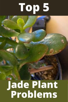 the top 5 jade plant problems