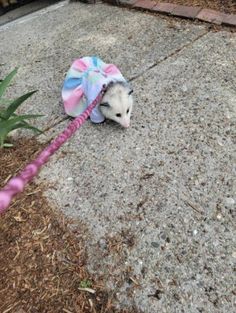 an opossm in a pink and blue hat on the ground next to some plants