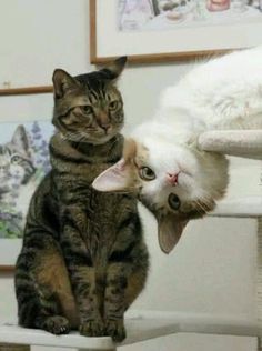 two cats are sitting on the edge of a cat tree and one is looking at the camera