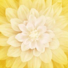 a yellow and white flower that is close up