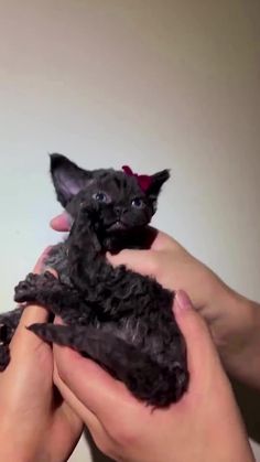 a person holding a black kitten in their hands