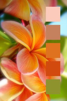 an orange and pink flower with green leaves in the background, color swatches are used to create this image