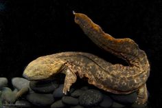 an animal that is laying down on some rocks