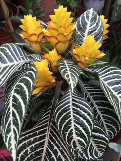 a plant with yellow flowers and green leaves in a potted area next to other plants