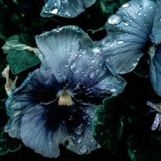 some blue flowers with water droplets on them