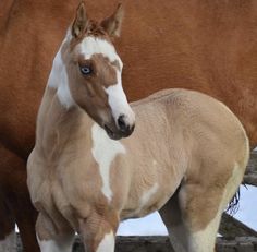 two brown and white horses standing next to each other