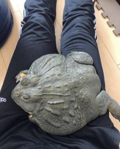 someone is laying on the floor with their legs crossed and there is a frog sitting on his leg