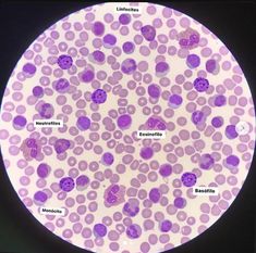 the structure of an animal's cell is shown in purple and white circles on a black background