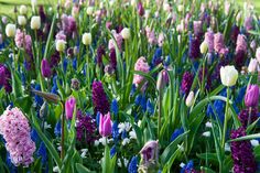 many different colored flowers are in the grass together and one is purple, white, and pink