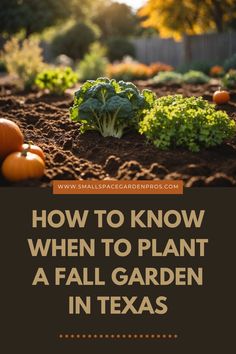 a garden with pumpkins and lettuce growing in the ground, text reads how to know when to plant a fall garden in texas