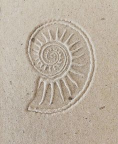 an image of a shell drawn in the sand