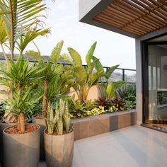 two large potted plants sitting on top of a patio