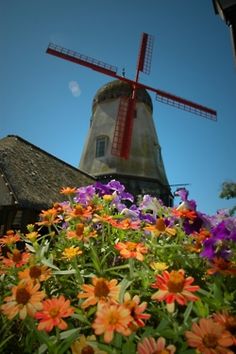 an old windmill is in the background with colorful flowers around it and a blue sky