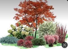 an animated image of various trees and shrubs