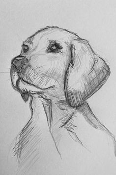 a pencil drawing of a dog's head