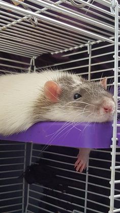 a rat sitting on top of a purple shelf