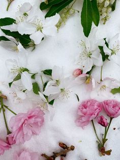 some pink and white flowers in the snow