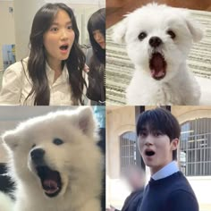 four pictures of people and two dogs with their mouths open, one is white the other has black hair