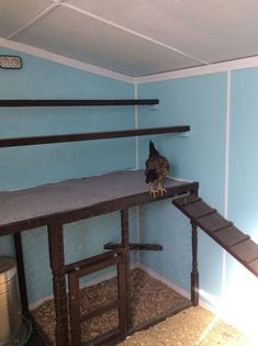 a small bird sitting on top of a wooden shelf in a room with blue walls