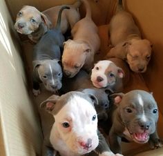 a group of puppies sitting on top of a couch