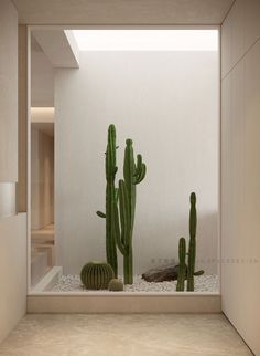 there are two cactuses in the corner of this room