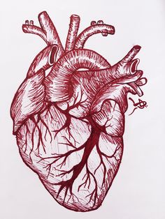 a drawing of a human heart in red ink