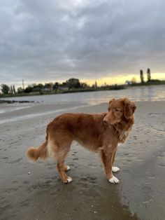 a brown and white dog standing on top of a beach next to the ocean under a cloudy sky