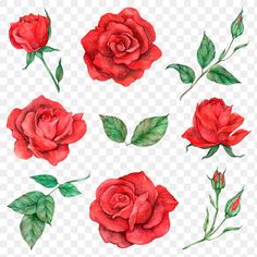 red roses with green leaves on transparent background