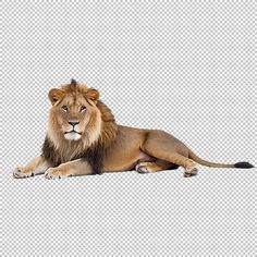 a lion is laying down on the ground