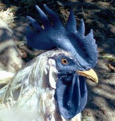 a close up of a rooster's head with blue feathers