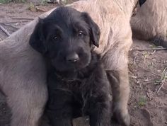 two puppies are sitting in the dirt near each other and one is looking at the camera